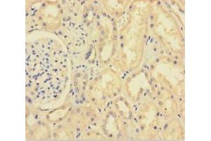 Immunohistochemistry of paraffin-embedded human kidney tissue using ABIN7151314 at dilution of 1:100 (XIAP anticorps  (AA 1-497))