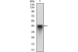 Western blot analysis using SYCP3 mAb against human SYCP3 recombinant protein. (SYCP3 anticorps  (AA 27-128))