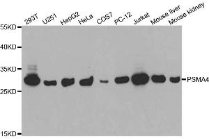 Western blot analysis of extracts of various cell lines, using PSMA4 antibody (ABIN5971344) at 1/1000 dilution. (PSMA4 anticorps)