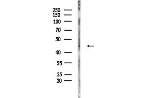 anti-Coiled-Coil Domain Containing 34 (CCDC34) (C-Term) antibody