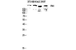 Western Blot (WB) analysis of 3T3 KB K562 293T lysis using FN1 antibody. (Fibronectin 1 anticorps  (C-Term))