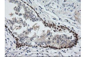 Image no. 7 for anti-Chromosome 2 Open Reading Frame 62 (C2orf62) antibody (ABIN1497053) (C2orf62 anticorps)