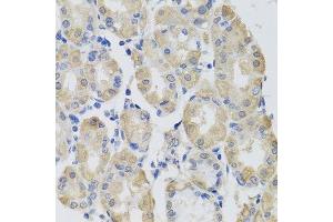 Immunohistochemistry of paraffin-embedded human stomach using GPT antibody.