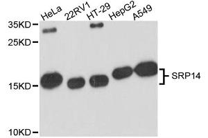 Western blot analysis of extracts of various cell lines, using SRP14 antibody (ABIN6292288) at 1:3000 dilution.