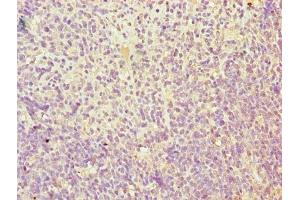 Immunohistochemistry of paraffin-embedded human thymus tissue using ABIN7173111 at dilution of 1:100 (TMEM184C anticorps  (AA 107-178))