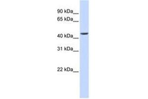 Image no. 1 for anti-ELAC1 (ELAC1) (AA 180-229) antibody (ABIN6740730) (ELAC1 anticorps  (AA 180-229))