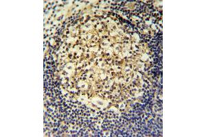 CCR7 Antibody (N-term) (ABIN651190 and ABIN2840119) IHC analysis in formalin fixed and paraffin embedded human tonsil followed by peroxidase conjugation of the secondary antibody and DAB staining. (CCR7 anticorps  (N-Term))