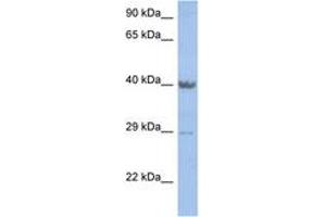 Image no. 1 for anti-Zinc Finger Protein 474 (ZNF474) (AA 251-300) antibody (ABIN6742218) (ZNF474 anticorps  (AA 251-300))
