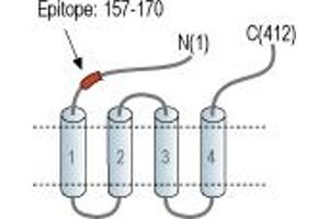 anti-Zinc Activated Ligand-Gated Ion Channel (ZACN) (AA 157-170), (Extracellular), (N-Term) antibody