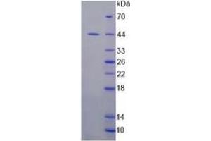 SDS-PAGE of Protein Standard from the Kit (Highly purified E.