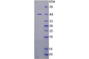 SDS-PAGE of Protein Standard from the Kit (Highly purified E. (IDO Kit ELISA)