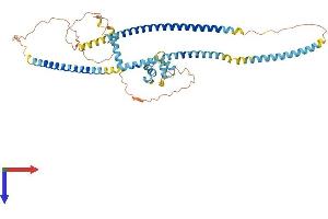 AlphaFold protein structure predicition of Mouse Recombinant Efcab14 Protein, UniprotID Q8BGQ6