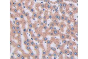 Used in DAB staining on fromalin fixed paraffin- embedded liver tissue (VNN1 anticorps  (AA 22-328))