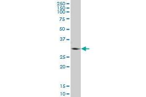 GNMT MaxPab polyclonal antibody.