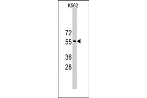 Image no. 1 for anti-Tripartite Motif Containing 69 (TRIM69) (Middle Region) antibody (ABIN357768) (TRIM69 anticorps  (Middle Region))