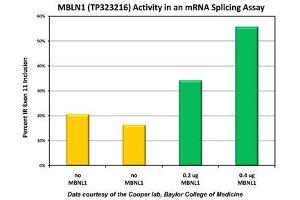 Bioactivity measured with Activity Assay (MBNL1 Protein (Transcript Variant 6) (Myc-DYKDDDDK Tag))