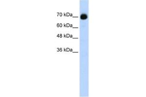 Western Blotting (WB) image for anti-CXXC Finger Protein 1 (CXXC1) antibody (ABIN2461852) (CXXC1 anticorps)