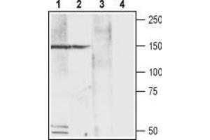 Western blot analysis of rat DRG (lanes 1 and 3) and rat PC12 pheochromocytoma cell lysates (lanes 2 and 4): - 1,2.