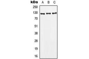 Western blot analysis of CD295 expression in MCF7 (A), HepG2 (B), HeLa (C) whole cell lysates. (Leptin Receptor anticorps  (Center))
