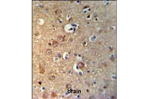 GPHN Antibody IHC analysis in formalin fixed and paraffin embedded brain tissue followed by peroxidase conjugation of the secondary antibody and DAB staining. (Gephyrin anticorps  (AA 437-466))