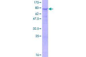 Image no. 1 for beta-1,3-N-Acetylgalactosaminyl Transferase 2 (B3GALNT2) (AA 1-500) protein (GST tag) (ABIN1346269)