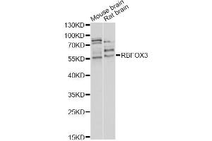 Western blot analysis of extracts of various cell lines, using RBFOX3 antibody (ABIN5970347) at 1/1000 dilution. (NeuN anticorps)
