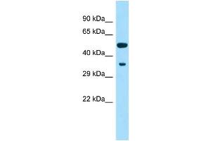 WB Suggested Anti-Cyp2f4 Antibody Titration: 1. (Cyp2f4 anticorps  (Middle Region))