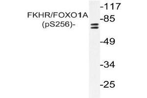 Western blot (WB) analysis of p-FKHR/FOXO1A antibody in extracts from NIH/3T3 cells (FOXO1 anticorps  (pSer256))