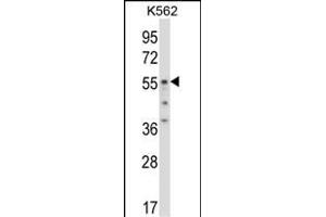 ODC1 Antibody (C-term) (ABIN657948 and ABIN2846892) western blot analysis in K562 cell line lysates (35 μg/lane). (ODC1 anticorps  (C-Term))
