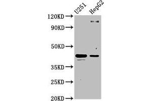 Western Blot Positive WB detected in: U251 whole cell lysate, HepG2 whole cell lysate All lanes: C1GALT1 antibody at 4.