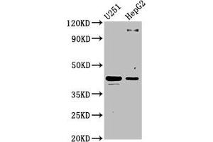 Western Blot Positive WB detected in: U251 whole cell lysate, HepG2 whole cell lysate All lanes: C1GALT1 antibody at 4. (C1GALT1 anticorps  (AA 34-143))