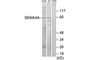 Western blot analysis of extracts from COS7/Jurkat cells, using SEMA4A Antibody. (Sema4a anticorps  (AA 501-550))