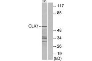 Western Blotting (WB) image for anti-CDC like Kinase 1 (CLK1) (AA 101-150) antibody (ABIN2889492) (CLK1 anticorps  (AA 101-150))