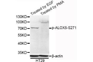 Western blot analysis of extracts of HT-29 cells, using Phospho-ALOX5-S271 antibody (ABIN5995612) at 1/1000 dilution. (ALOX5 anticorps  (pSer271))