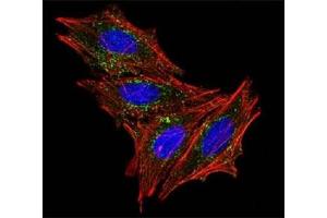 Immunofluorescence testing of HeLa cells with Alexa Fluor 488 conjugated CD63 antibody (green).