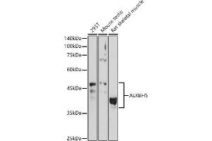 Western blot analysis of extracts of various cell lines, using  antibody (ABIN6133085, ABIN6136806, ABIN6136807 and ABIN6215376) at 1:1000 dilution. (ALKBH5 anticorps  (AA 245-394))