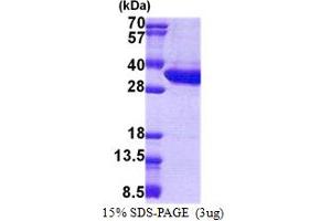 SDS-PAGE (SDS) image for Malectin (MLEC) (AA 29-269) protein (His tag) (ABIN7280367)