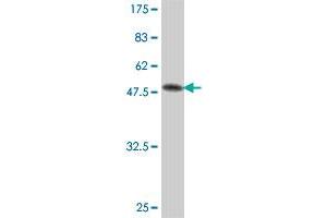 Western Blot detection against Immunogen (60.