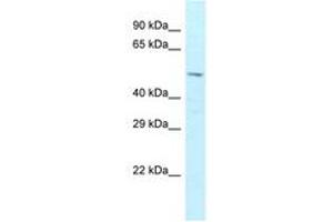 Image no. 1 for anti-Zinc Finger Protein 872 (ZFP872) (AA 121-170) antibody (ABIN6747811) (Zfp872 anticorps  (AA 121-170))