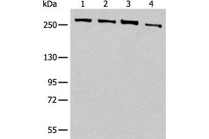 Western blot analysis of 293T cell lysates using PRPF8 Polyclonal Antibody at dilution of 1:450 (PRPF8 anticorps)
