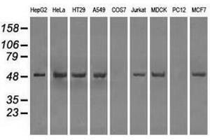 Image no. 2 for anti-Protein Phosphatase 5, Catalytic Subunit (PPP5C) antibody (ABIN1500392) (PP5 anticorps)