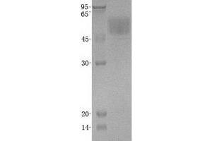 Validation with Western Blot (nectin-3 Protein (His tag))