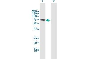 Western Blot analysis of VANGL1 expression in transfected 293T cell line by VANGL1 MaxPab polyclonal antibody.