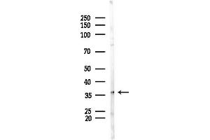 Western blot analysis of lysates from Mouse testis, using ELAVL1 Antibody at 1/1000 dilution.
