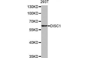 Western Blotting (WB) image for anti-Disrupted in Schizophrenia 1 (DISC1) antibody (ABIN1876917) (DISC1 anticorps)