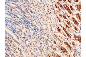 ABIN6267221 at 1/100 staining mouse gastric tissue sections by IHC-P.