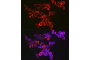 Immunofluorescence analysis of HepG2 cells using Adenylate kinase 4 Rabbit mAb (ABIN7265467) at dilution of 1:100 (40x lens).