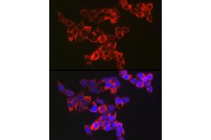 Immunofluorescence analysis of HepG2 cells using Adenylate kinase 4 Rabbit mAb (ABIN7265467) at dilution of 1:100 (40x lens). (AK4 anticorps)