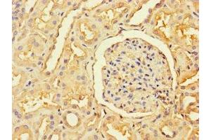 Immunohistochemistry of paraffin-embedded human kidney tissue using ABIN7168333 at dilution of 1:100 (RBM12 anticorps  (AA 1-200))