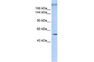 WB Suggested Anti-ZNF407 Antibody Titration:  0. (ZNF407 anticorps  (Middle Region))
